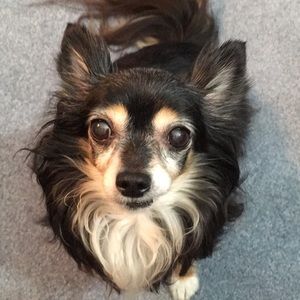 HELLo!  My name is Tiki-I am a 9-yr old rescue.